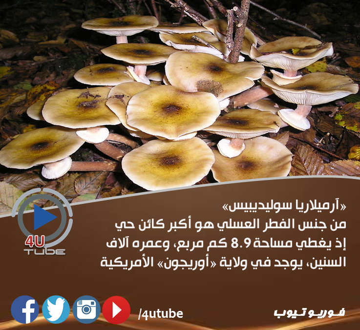 4UTube1's tweet photo. أكبر كائن حي 
#4UTube1 https://t.co/Vxi0sY9GlI