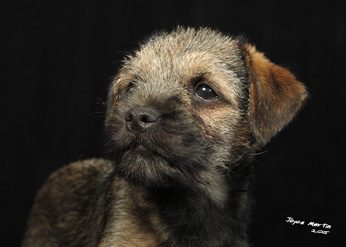 JoyceMphoto's tweet photo. Travis has had his first studio session with me. Cute or what? #borderterrier #btposse #photography https://t.co/Cd21DAXgqY