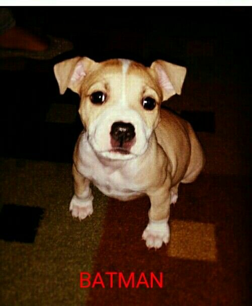 breeanew1's tweet photo. My boy Batman. 9 weeks old. #lovemypitbull  #puppylove <3 https://t.co/EkIqjCWidz