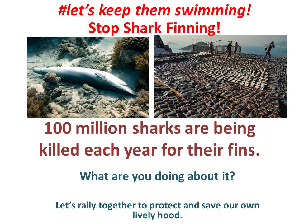 CaribSharkDef's tweet photo. @sharkstanley @CaribSharkDef @GrenadaEcoDive  @pewenvironment https://t.co/NFOUl021BH