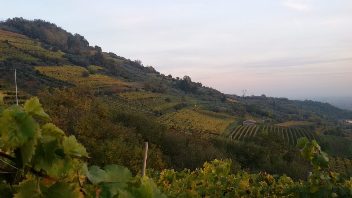 mr_rugi's tweet photo. L'uomo disegna, la natura colora... #Terrossa #Verona #Colline del #Soave @TurismoVeneto @IatEstVeronese @IlSoave https://t.co/MQHqX92arm