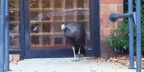 EmoryEHSO's tweet photo. EHSO recently saw a turkey while walking for the #MoveMoreEmory Challenge. #ThankfulThursday #NoAnimalsWereHarmed https://t.co/G4MAxsnnla