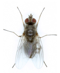 ClariFlyCentral's tweet photo. Know the #flies affecting your #cattle's productivity. Learn more at https://t.co/HXUcthxKme #flyid #hornfly https://t.co/jREx9nY8dd