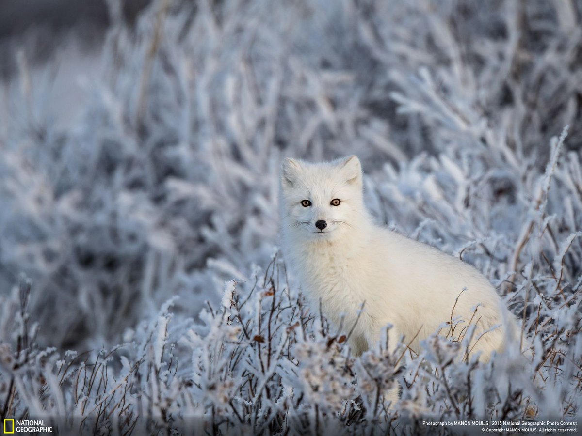 Enter your best work in the Nat Geo Photo Contest. Only a few days left: on.natgeo.com/1M9rz1J <a href="/NatGeoPhotos/">Nat Geo Photography</a>