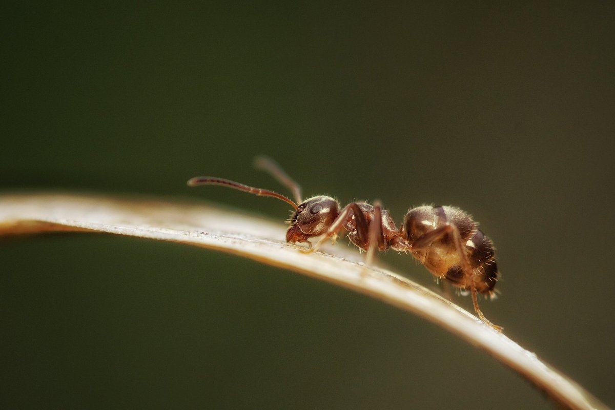 riankrenzer's tweet photo. today my #raynox arrived... tested it shooting some more #ants ... :) #macro #photography #natureinaday #nature https://t.co/AHBiRrmTpg