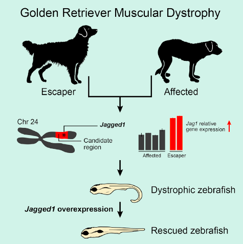EricTopol's tweet photo. Discovery of a #genomic modifier that could rescue muscular dystrophy
https://t.co/nhKCnZTGll @CellCellPress https://t.co/3UPUE33ptw