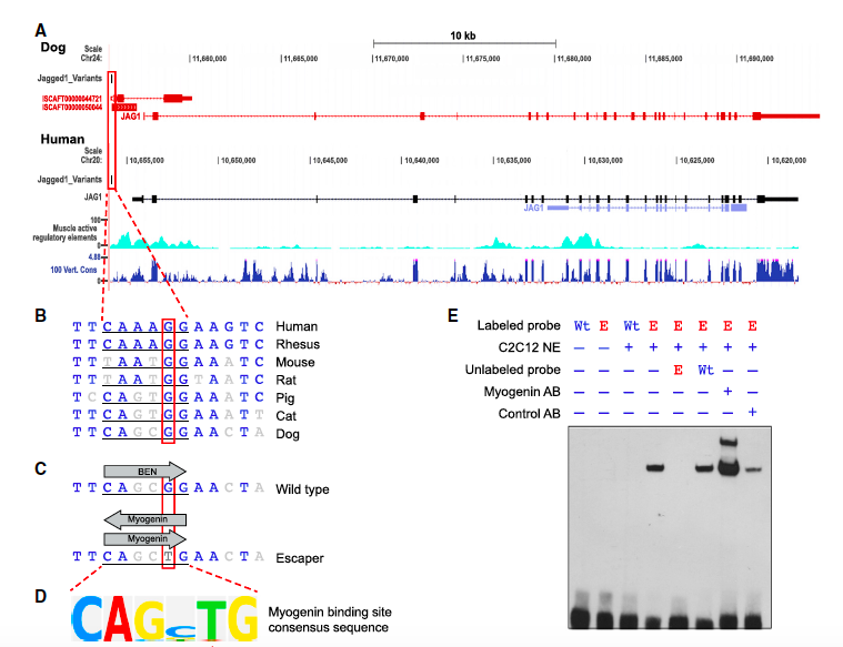 EricTopol's tweet photo. Discovery of a #genomic modifier that could rescue muscular dystrophy
https://t.co/nhKCnZTGll @CellCellPress https://t.co/3UPUE33ptw