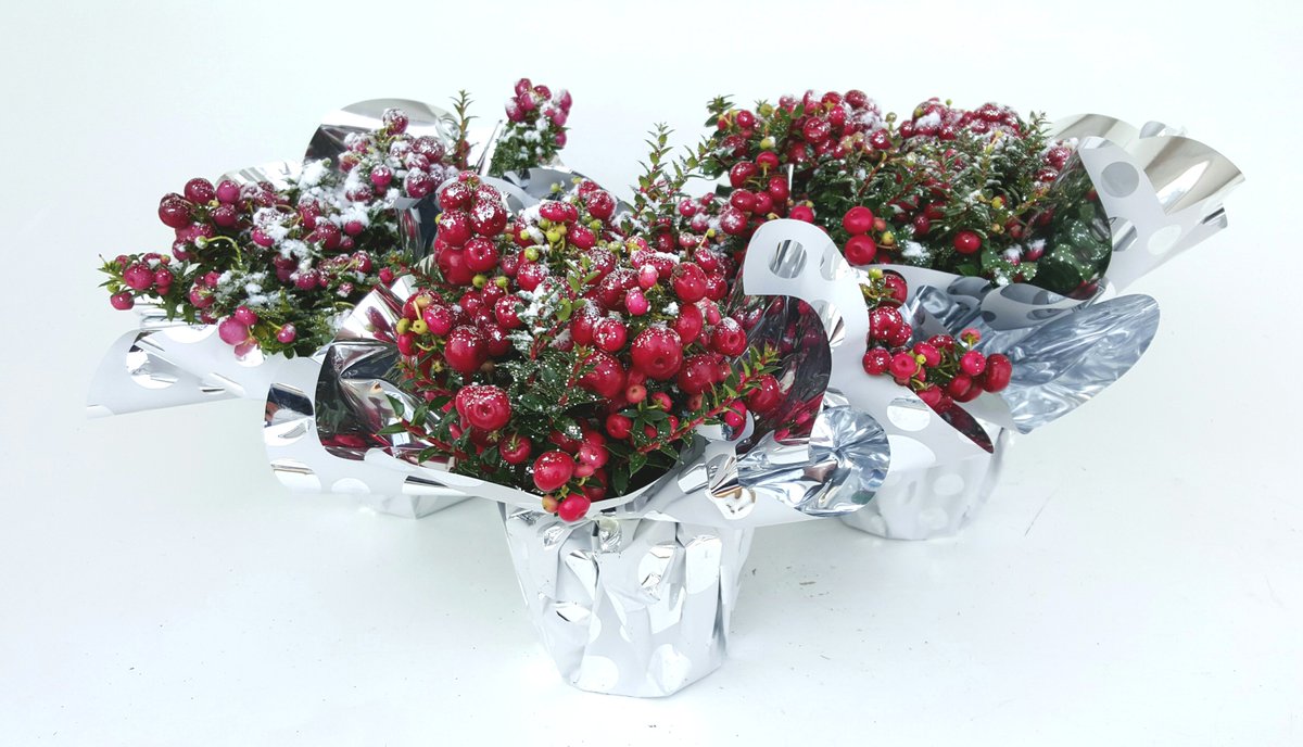 MarcelMathot's tweet image. voor Kerstnettya kijk op @FH_PlantConnect &amp;amp; @FloraXchange