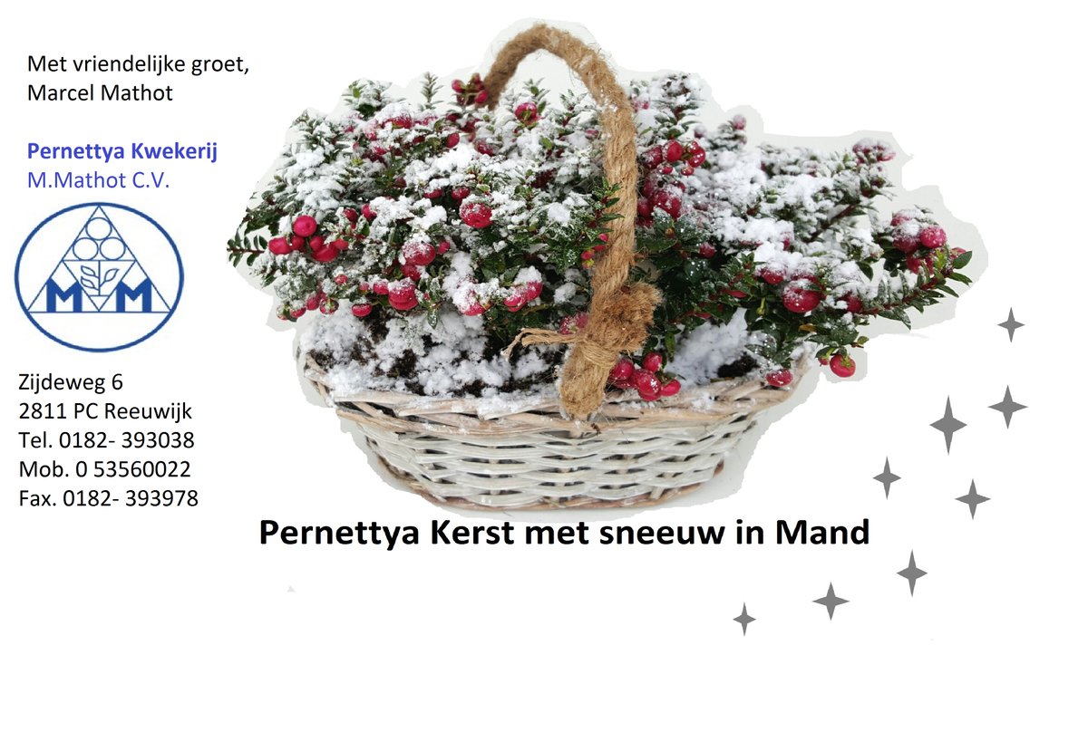 MarcelMathot's tweet image. voor Pernettya met sneeuw &amp;amp; glitters in mand kijk op @FH_PlantConnect &amp;amp; @FloraXchange
