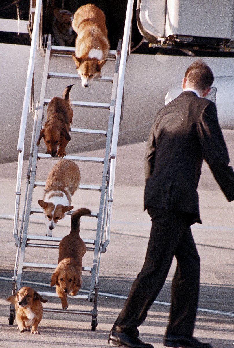 HeathrowAirport's tweet image. #ThrowbackThursday doesn't get any cuter than this, with the Queen's Corgis getting #RunwayReady! #JetSetStyle #TBT