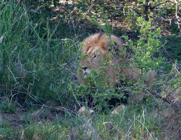 EcoTraining's tweet photo. This male #lion was encountered during the #Navigation and #Orientation part of the #ProfessionalFieldGuide module https://t.co/gHNE7UZyAH