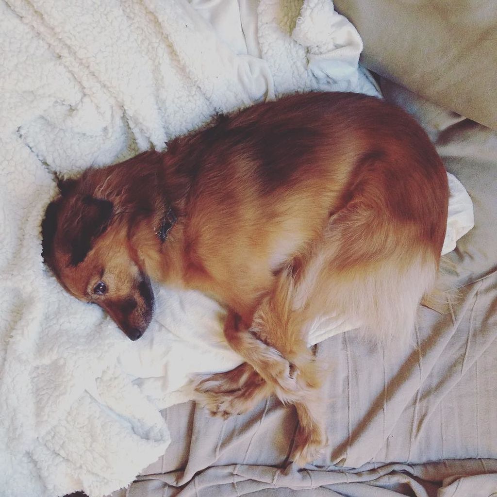 lironada's tweet photo. The dog looking aside position 😉
#yoga #dogsdoyoga #chuck @talitay #dogs #dogsofinstagram … https://t.co/5ieo4oGeA2 https://t.co/5CKWwJaJNX