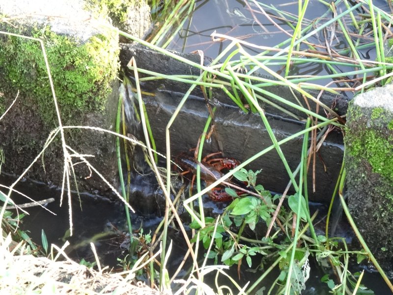 Hydaticus's tweet photo. アメリカザリガニの移動能力をなめてはいけない。台風で増水後の水田に水路から流れに逆らって登るアメザリ。彼らにとって20cmくらいの高さなら壁ではないのだ。ハサミで草を掴んでうまく登る姿には敵ながら驚いた。 https://t.co/eOqcT7RvHG