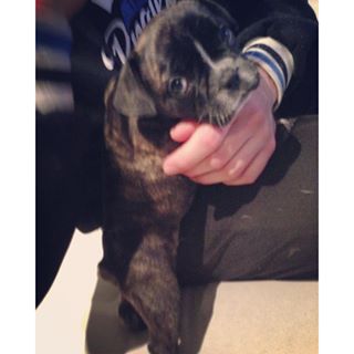 Frenchie_Cute's tweet photo. What's up? 😉🐾 #6weeksold #cuteness #frenchbulldog #frenchie #tinylittlething #mybabyboy 🐶 https://t.co/TUgtguYlep https://t.co/mSN4bm5Bxy