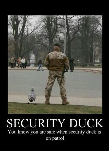 SecurityAlertUK's tweet photo. HAHA! Here is a funny picture to help get you through the day. #SecurityDuck #MaximumSecurity https://t.co/VQpA3NF5n4