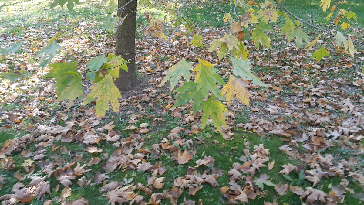 ErkanKiraz's tweet image. #Autumn #ColorConversion #Sonbahar #RenkDongusu #YKM #Izmit #Kocaeli #Turkey #ErkanKiraz IV