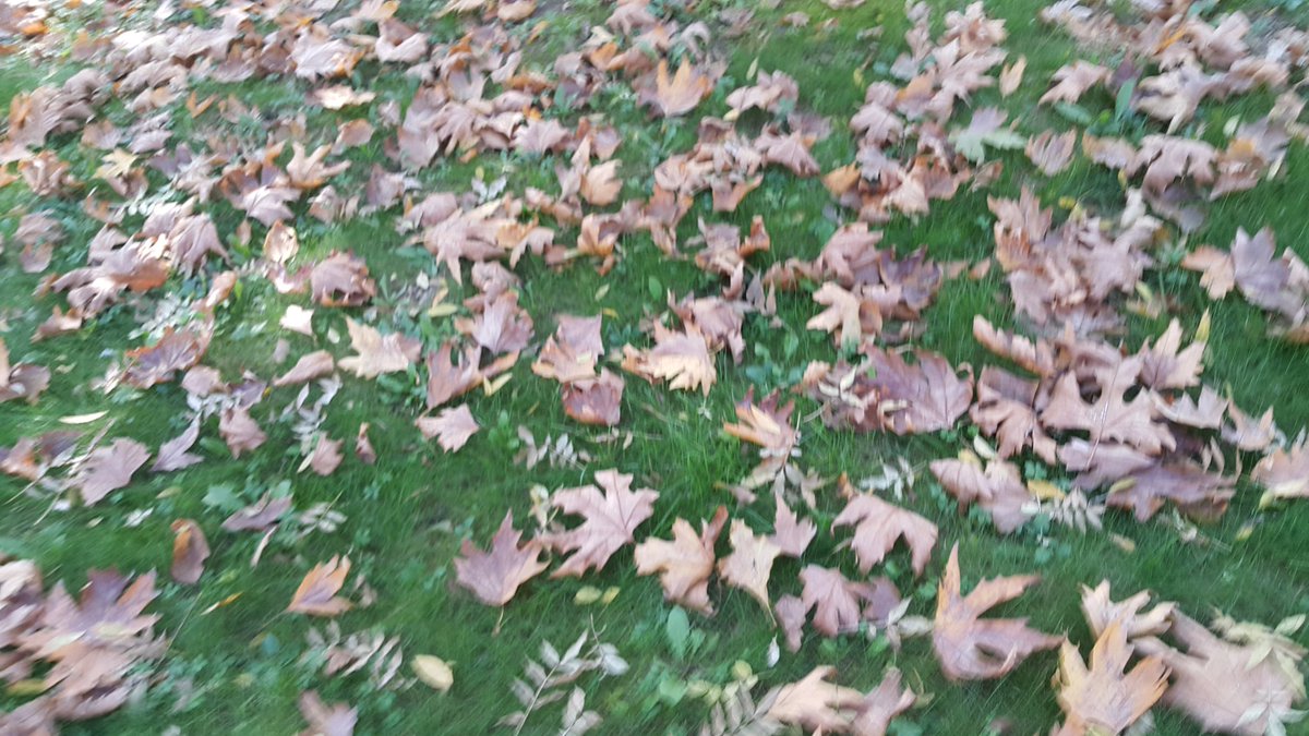 ErkanKiraz's tweet image. #Autumn #ColorConversion #Sonbahar #RenkDongusu #YKM #Izmit #Kocaeli #Turkey #ErkanKiraz IV