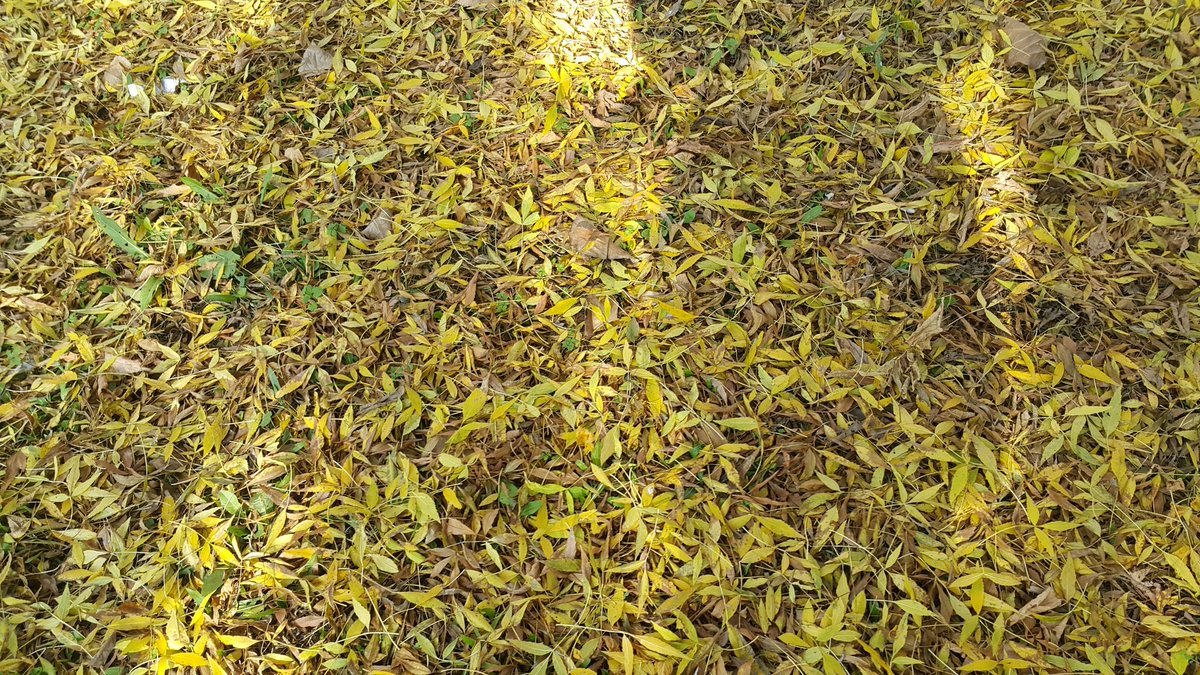 ErkanKiraz's tweet image. #Autumn #ColorConversion #Sonbahar #RenkDongusu #YKM #Izmit #Kocaeli #Turkey #ErkanKiraz IV
