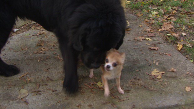 NormDunit's tweet photo. Would-be dog thief tries to steal Newfoundland dog, thwarted by Chihuahua
https://t.co/NcloNVaaTa https://t.co/1YToQi3VEk