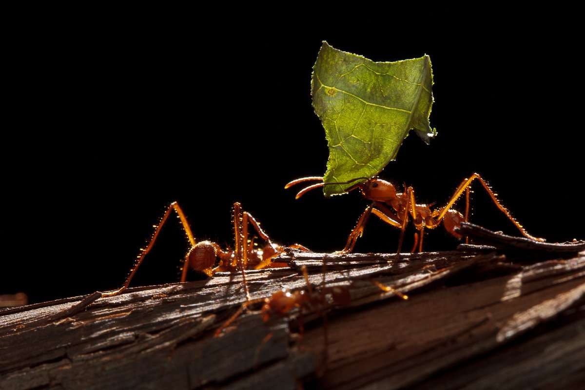 CanEntomologist's tweet photo. Processing photos from #ESCJAM2015. What an awesome conference! https://t.co/1UQeelRhz1