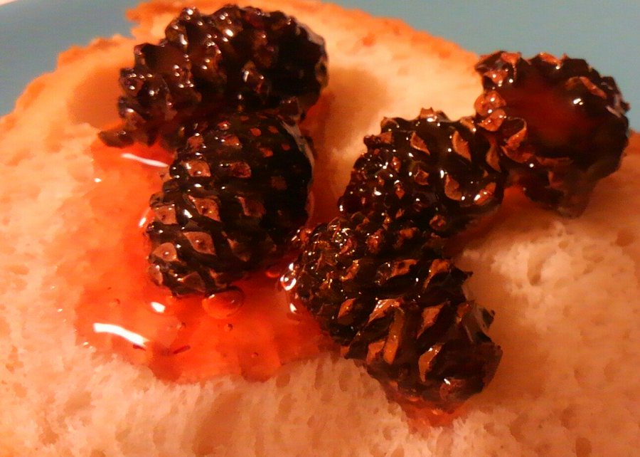 松ぼっくりが食用になる 日本では珍しい食べ方について調べてみた