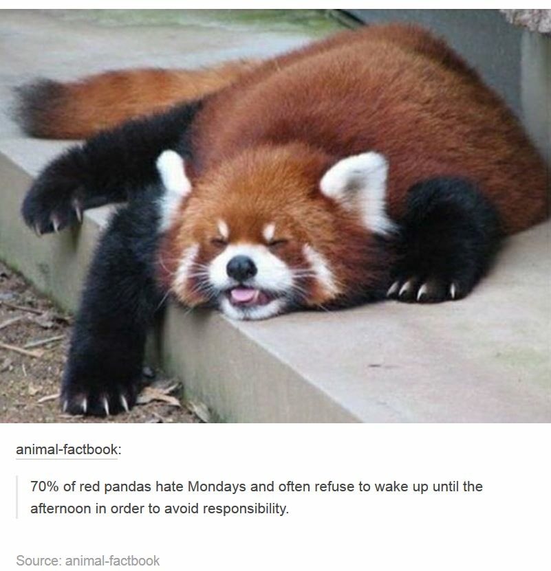 rocketito's tweet image. Mi animal espiritual