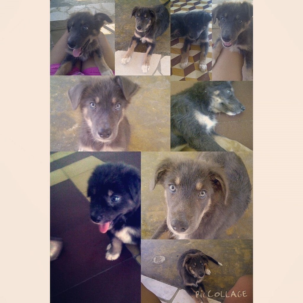 MatuLaura's tweet photo. Feliz cumpleaΓ±os a mi fiel compaΓ±eroπππ Te amo #MateoDavid πΆπ© https://t.co/KlMzRGLUAp