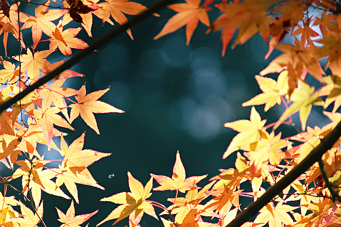 e_co_cam's tweet photo. 刹那に色づく

#coregraphy #紅葉 https://t.co/GK2evRyOSl