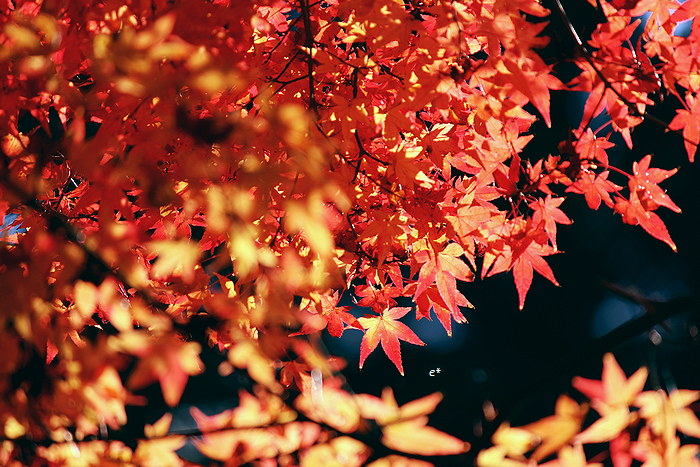 e_co_cam's tweet photo. 刹那に色づく

#coregraphy #紅葉 https://t.co/GK2evRyOSl