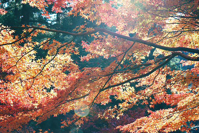 e_co_cam's tweet photo. 刹那に色づく

#coregraphy #紅葉 https://t.co/GK2evRyOSl