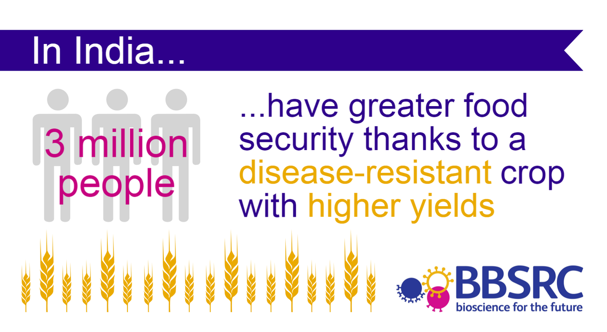 BBSRC's tweet photo. Disease-resistant pearl millet prevents £7M yearly crop losses for #farmers in #India https://t.co/YxRLirRy6L https://t.co/zSA08xFtK5