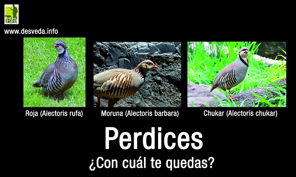 DESVEDA's tweet photo. Perdices, ¿con cuál te quedas? #Caza #SoyCazador #Alectoris https://t.co/pK9tzotLS8
