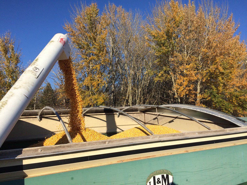 Jordan_Redeker's tweet photo. Exceptional performance for Dekalb! 247 bu plot average for DK49-72 on continuous corn #myfarmmyyield #plantDekalb https://t.co/xqoaMtjCDR