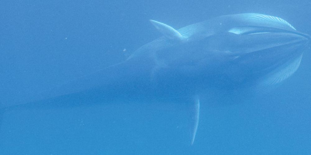 Reddit, Inc. tweet media