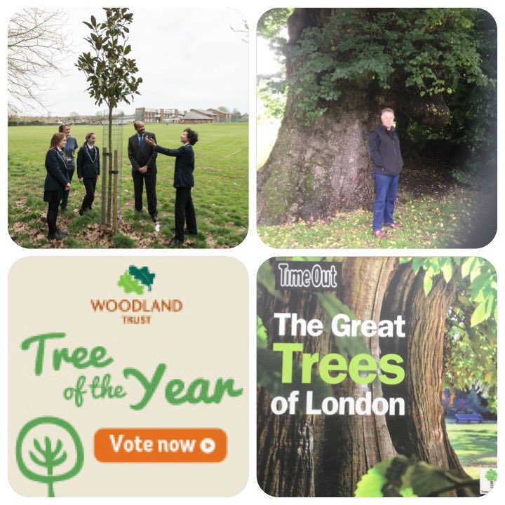 TiCLme's tweet photo. If trees are important to you .....
they're important to me
#MyEnvironment #VITrees https://t.co/24Qg4R8dZy