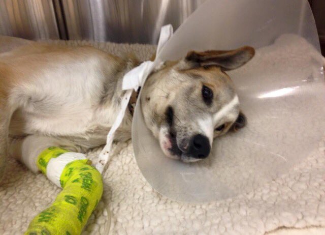 Help me raise 2900 more so I can come home tomorrow. I miss my family. 💔💔💔gofundme.com/j78dgab8