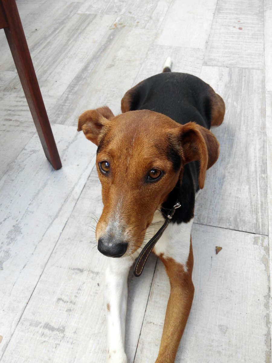 CVcanopus's tweet photo. Mamá y sus cachorros buscan hogar. Contactar con Marta (678668064)  #Sevilla https://t.co/LqlPgRfey7