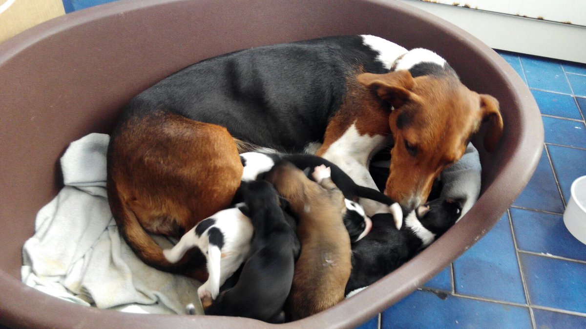 CVcanopus's tweet photo. Mamá y sus cachorros buscan hogar. Contactar con Marta (678668064)  #Sevilla https://t.co/LqlPgRfey7