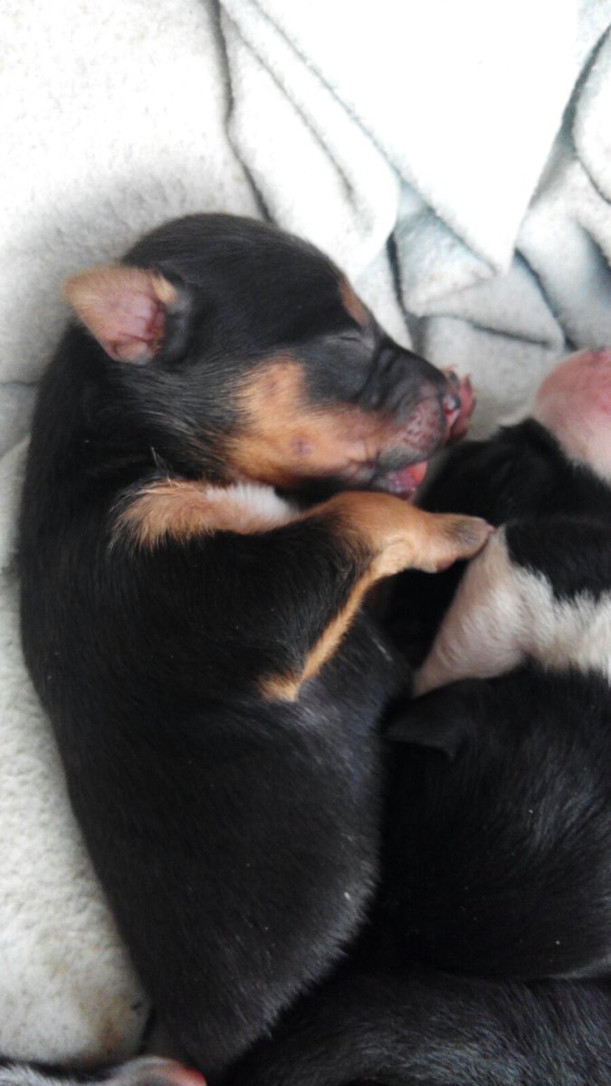 CVcanopus's tweet photo. Mamá y sus cachorros buscan hogar. Contactar con Marta (678668064)  #Sevilla https://t.co/LqlPgRfey7