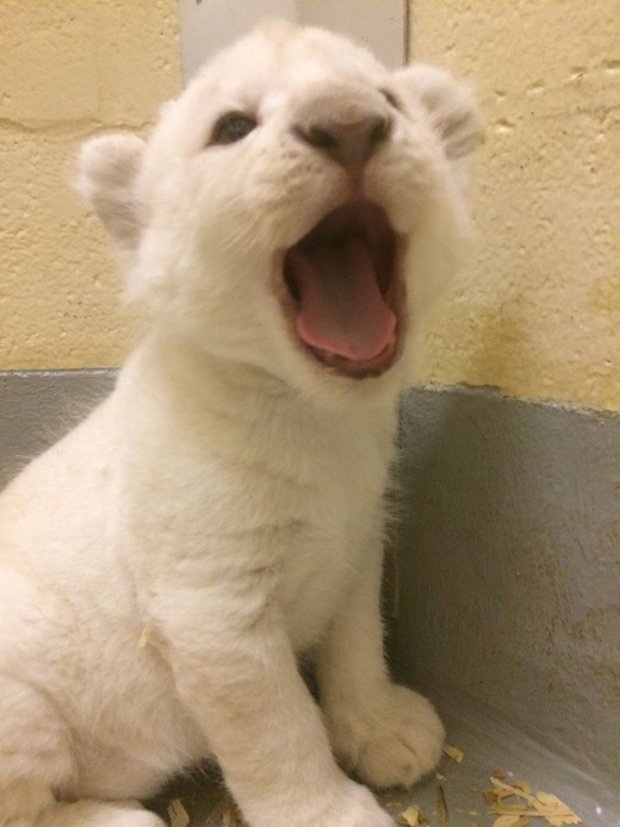 CBCNews's tweet photo. Toronto Zoo's white lion cubs growing up fast https://t.co/TzuctnmAk5 https://t.co/tCmeaE8w4h