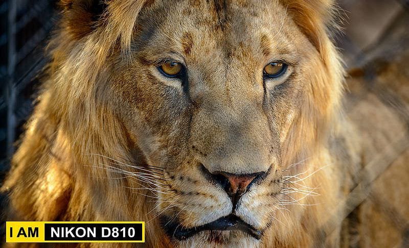 NikonFR's tweet photo. Nikon D810 : Le nouveau firmware 1.10 maintenant disponible https://t.co/BRizfxeEiP #photographie #nikonfr https://t.co/X2mZ90NJhx