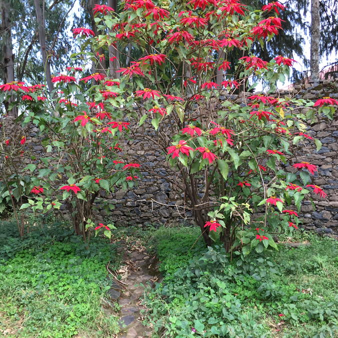 DedeDomstein's tweet image. I've never seen an blooming Poinsettia tree! Beautiful. Grounds of castles.