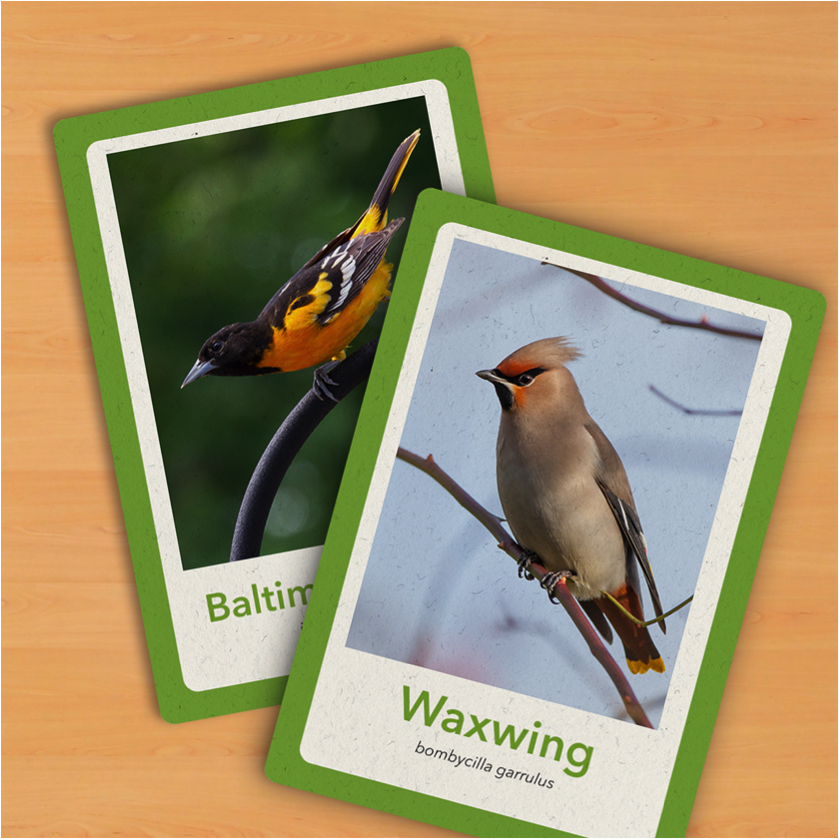 PenningtonBirds's tweet photo. Want to beef up your bird ID skills? Make flashcards from birds facts on All About Birds: https://t.co/YwyvCDGjSL https://t.co/883Dmh5GUk