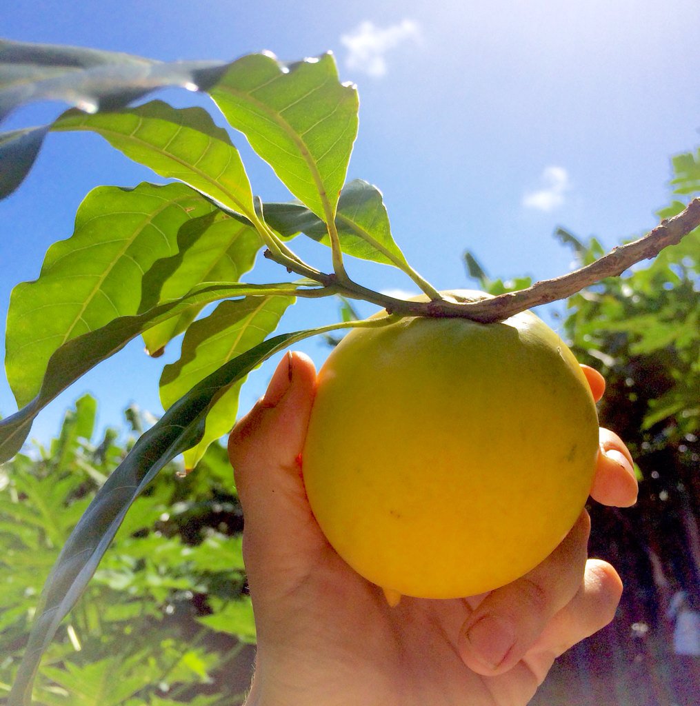 Ono Organic Farms tweet media