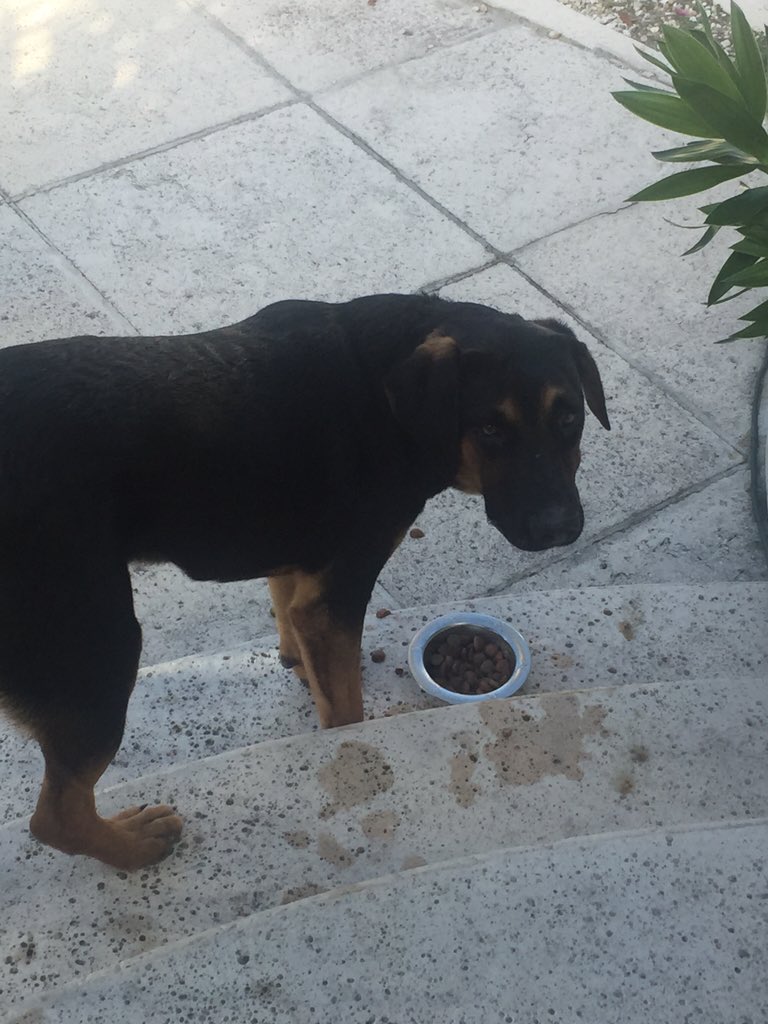 brenteverett's tweet photo. I met a homeless dog. I named him Oliver. I fed &amp; gave him water. He's very sweet. 😊🖖🏽Donate https://t.co/15hAUkwMcO https://t.co/7qtsqiAWSB