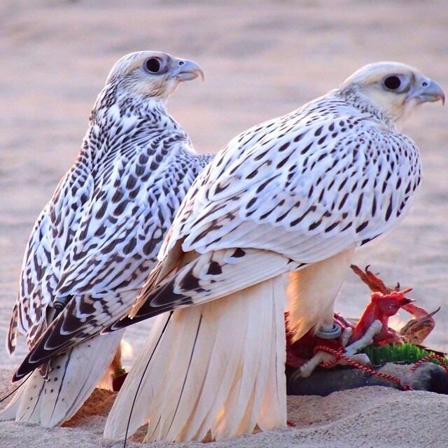 J60541604's tweet photo. @Hanaalrikabi https://t.co/DWcEGljZOH