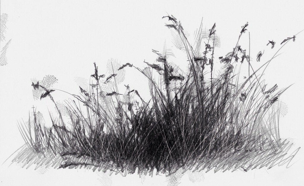 Meadow Grasses Botanical Coloured Pencil Drawing with Linda Hampson