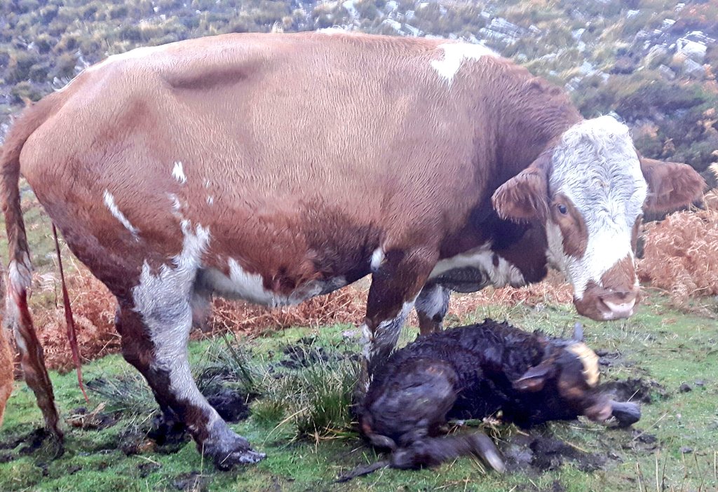 1PaulStoker's tweet photo. Helped deliver a little bullock today. Born into the biting teeth of #StormAbigail :/ #PointofSleat Isle of #Skye https://t.co/8pClXVxDkW