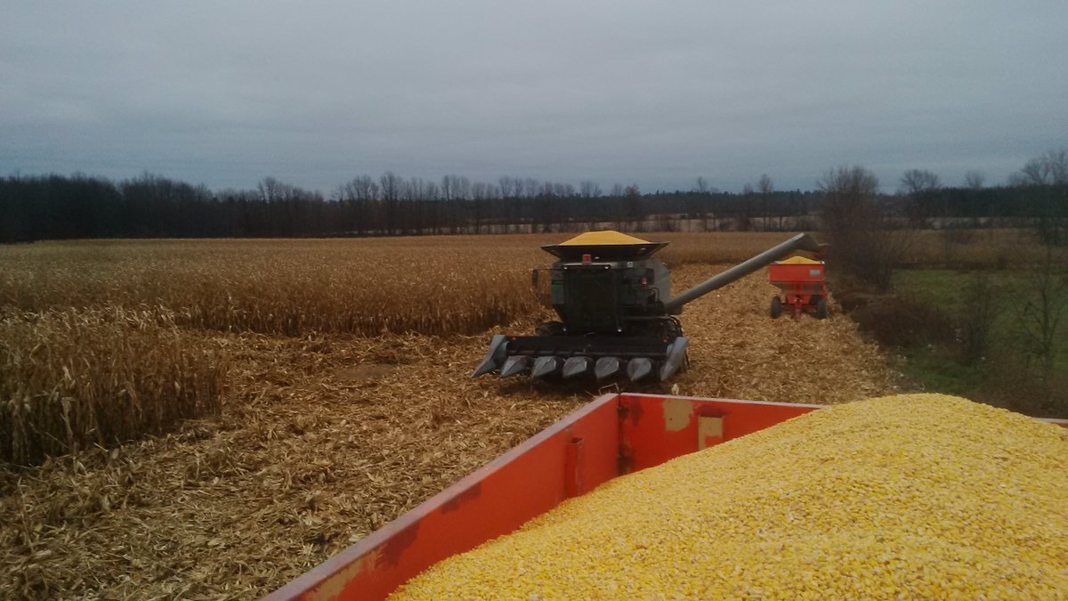 gordonscustom's tweet photo. I think this may be a problem this year. #goodproblems #fromthefield #corn15 
Need more storage https://t.co/BSQaL8qvMV