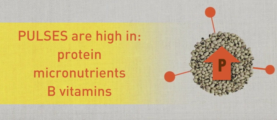 What are pulses and why are they important for #foodsecurity &amp; #nutrition? ow.ly/UyXOQ #iyp2016